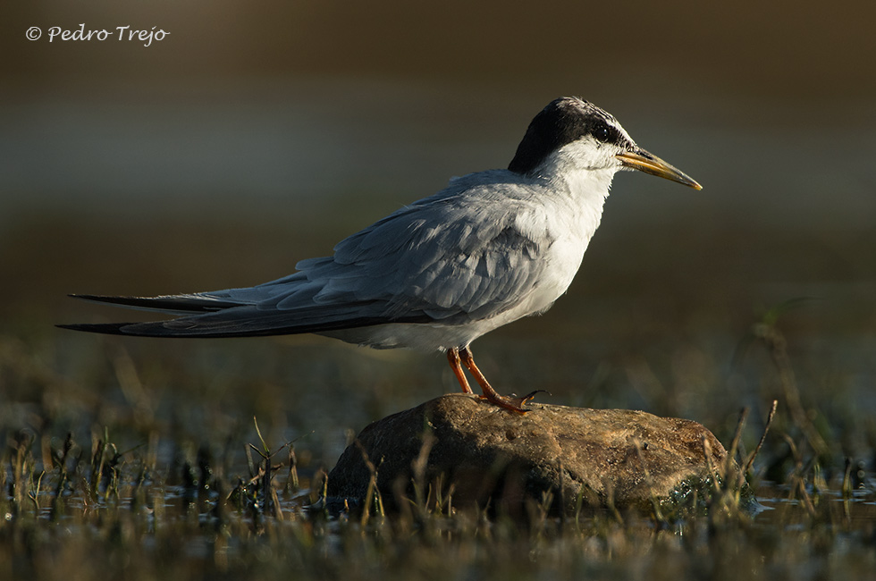 Charrancito (Sterna albifrons)